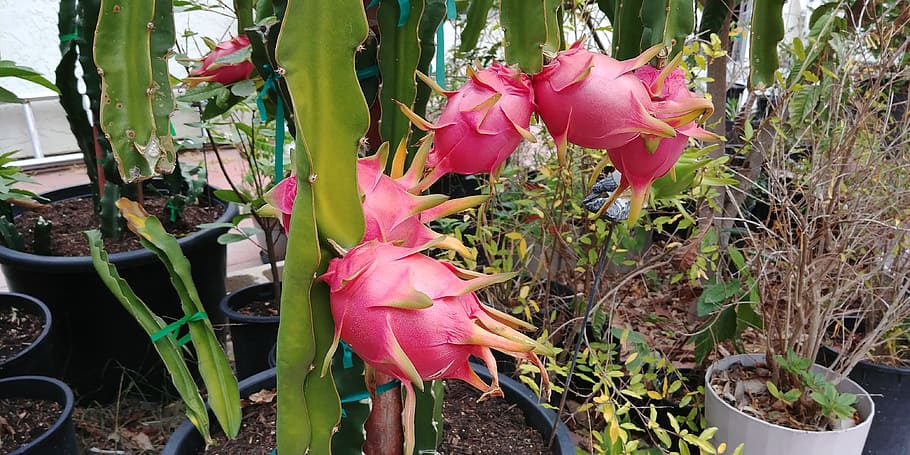 Fast-Growing Fruit Trees Zone 9