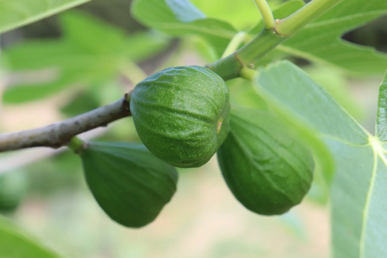 Best Fruit Trees to Grow in Austin Texas