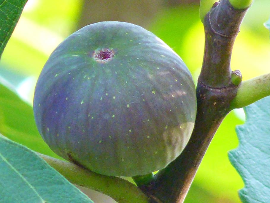 Best Fruit Trees for Containers Southern California