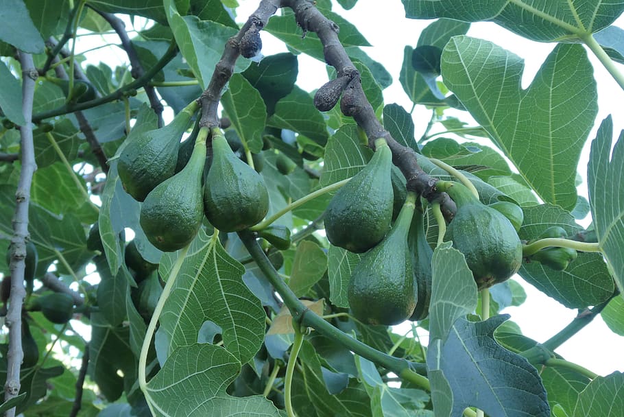 what fruit trees can i grow in central florida