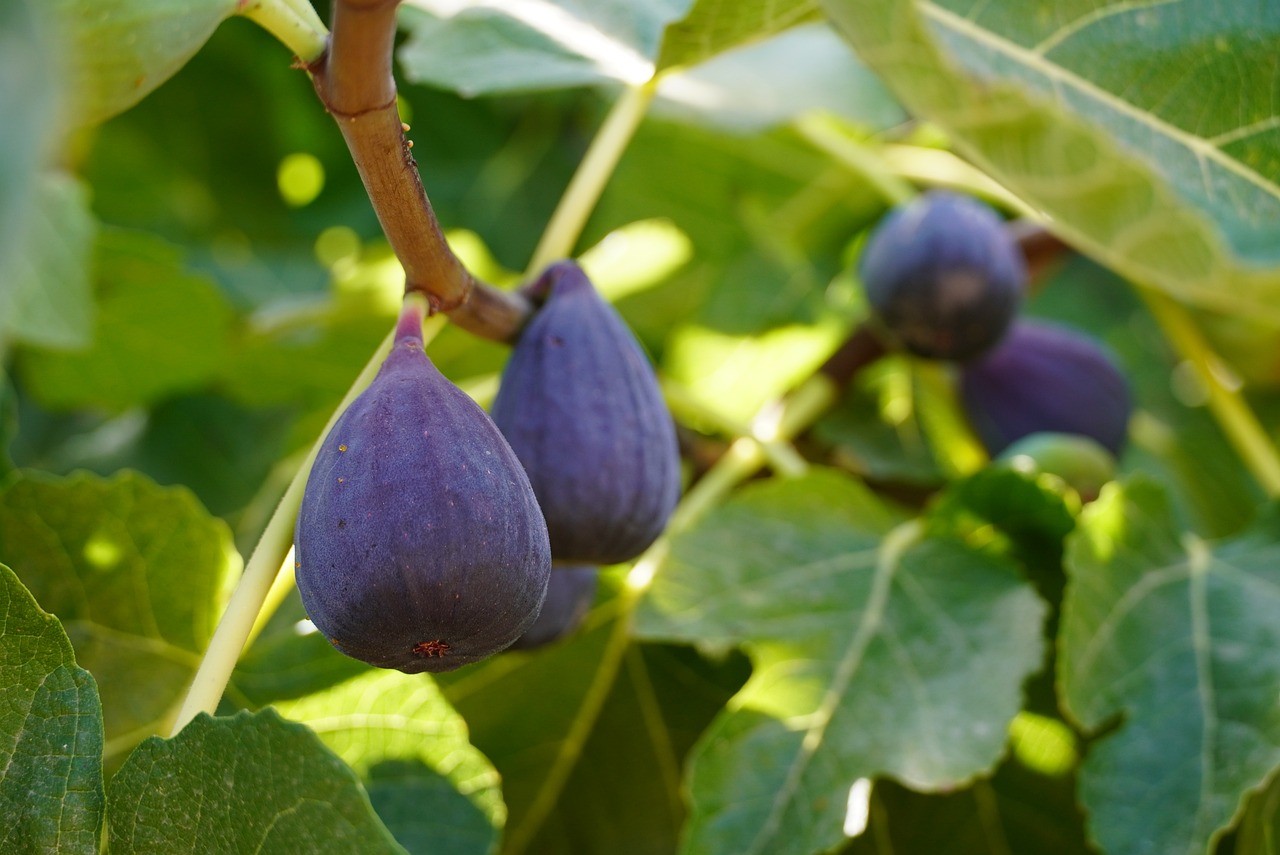 Best Fruit Trees for Small Spaces Uk