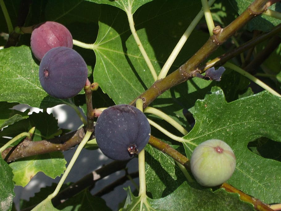 Dwarf Fruit Trees for Zone 9B