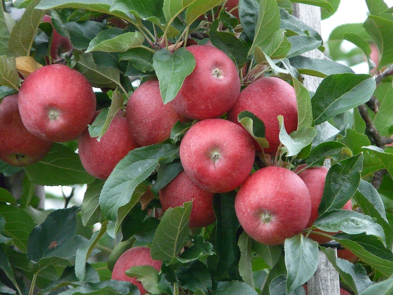 Dwarf Fruit Trees for Zone 9B