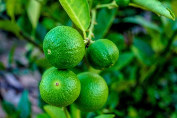 most profitable fruit trees to grow in the Philippines