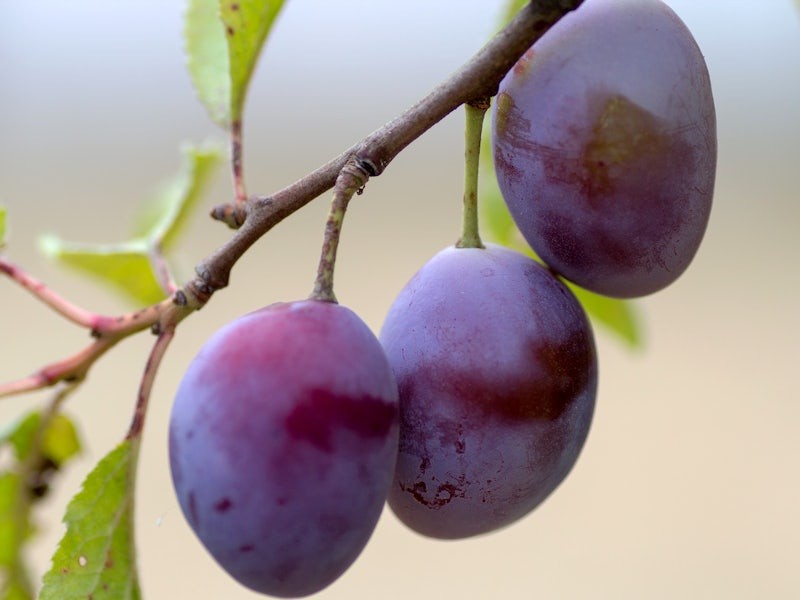 best place to grow tropical fruit in florida