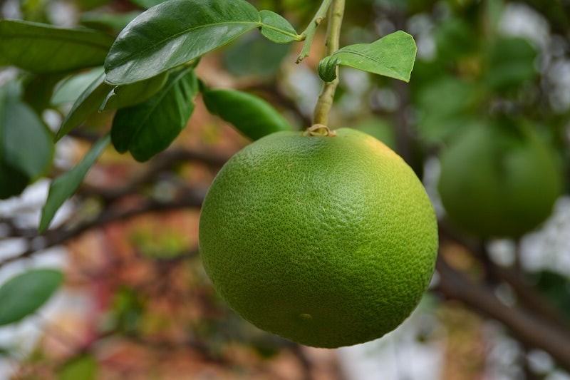 Best Fruit Trees to Grow in Los Angeles