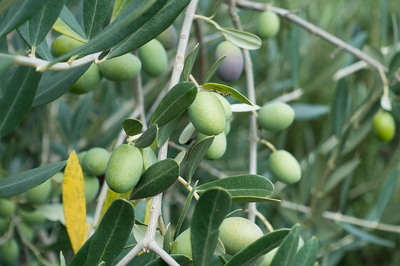 Self Pollinating Fruit Trees Zone 9