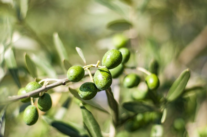 Fruit Trees for Zone 9B California