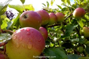 fruitsgardener.com 2