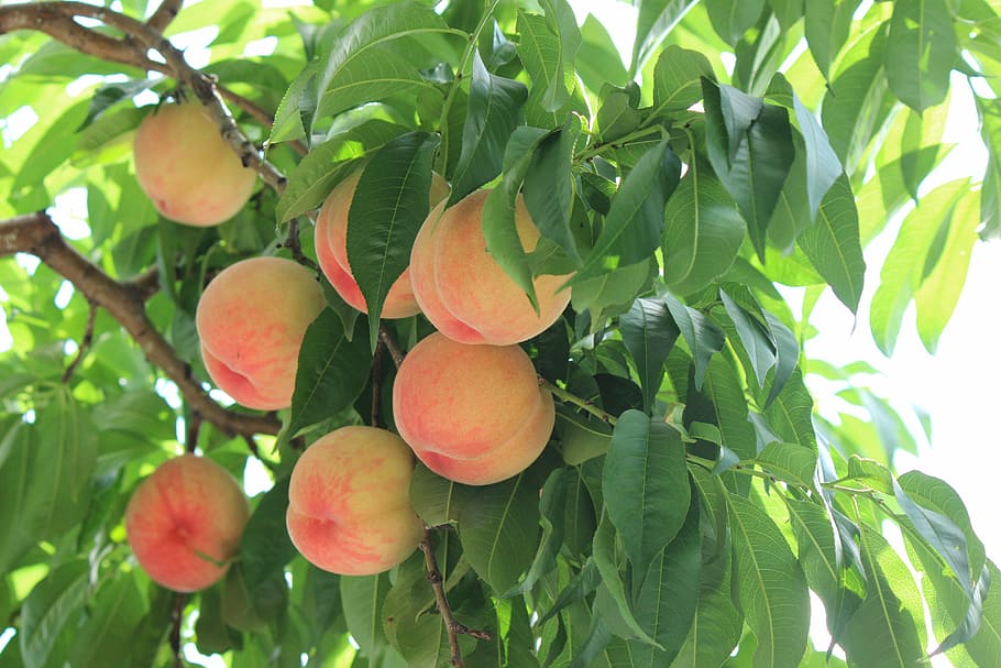 Dwarf Fruit Trees for Zone 9B