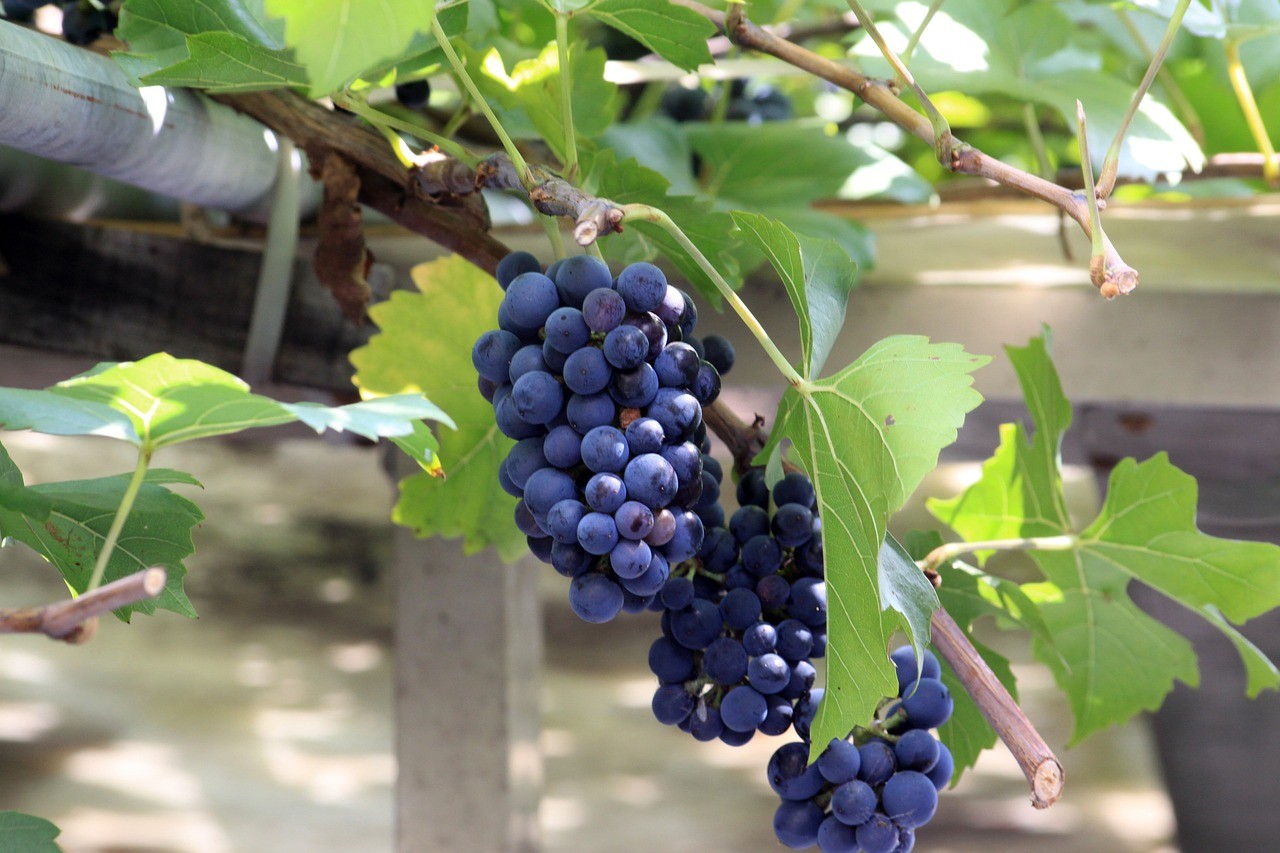 small fruit plants to grow indoors
