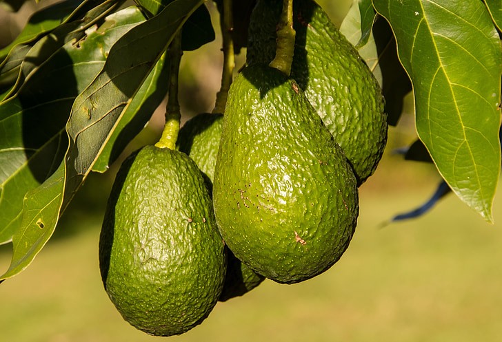 what fruit trees can grow in zone 9b