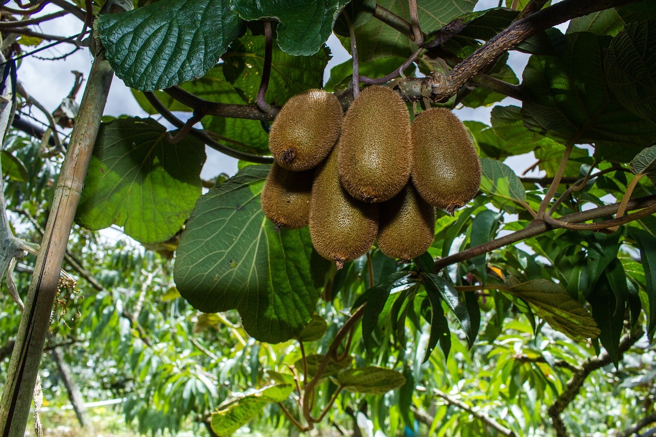 Small Fruits to Grow Indoors