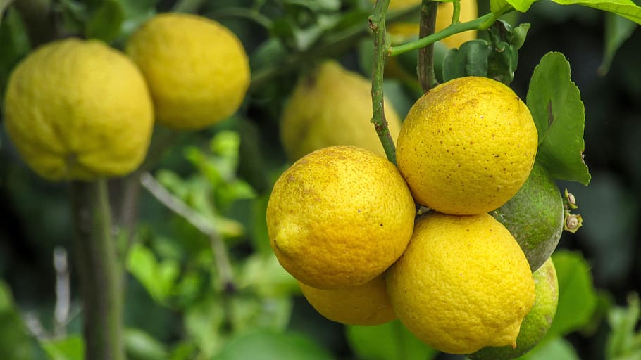 Best Fruit Trees to Grow in East Texas