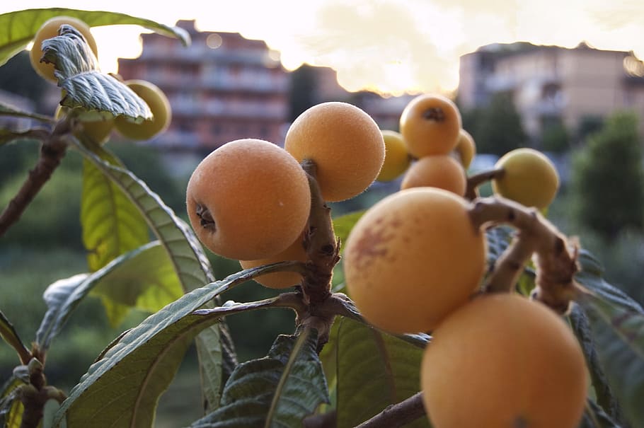 Best Fruit Trees to Grow in Austin Texas