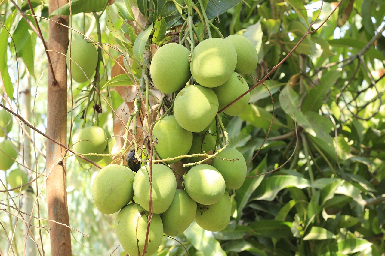 Fast-Growing Fruit Trees Zone 9