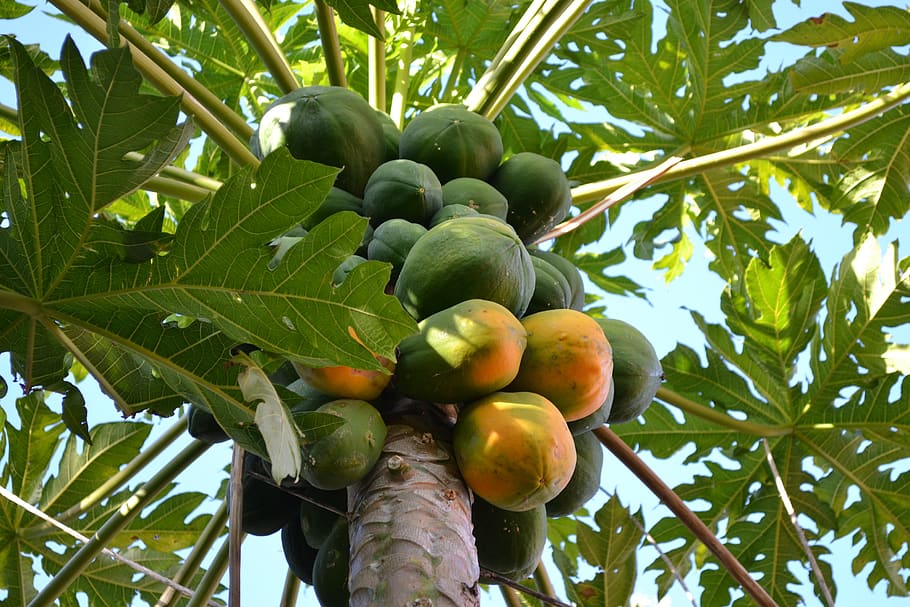 Fast-Growing Fruit Trees Zone 9