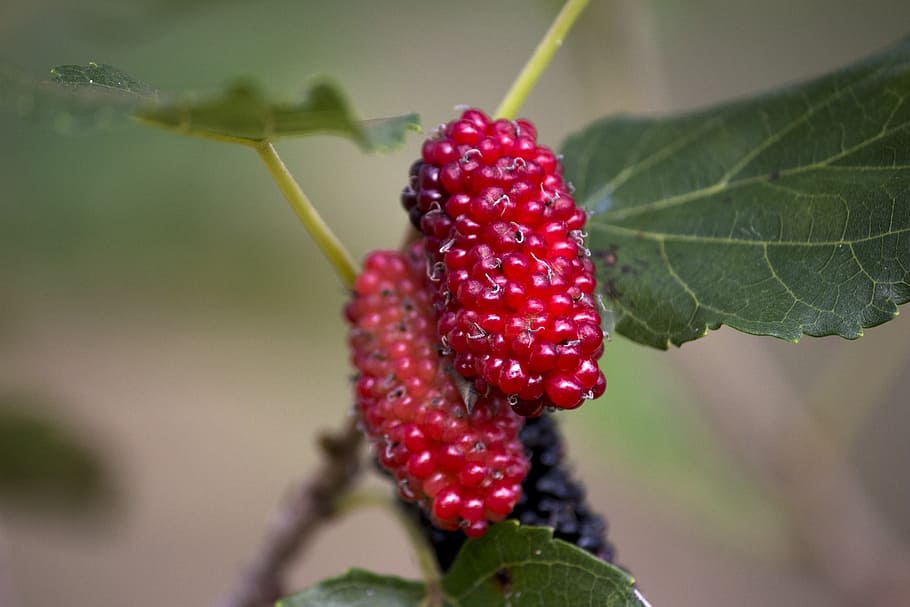 Best Fruit Trees to Grow in Austin Texas