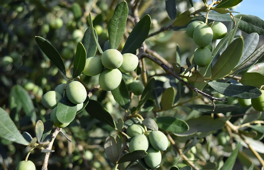Best Fruit Trees for Containers Southern California