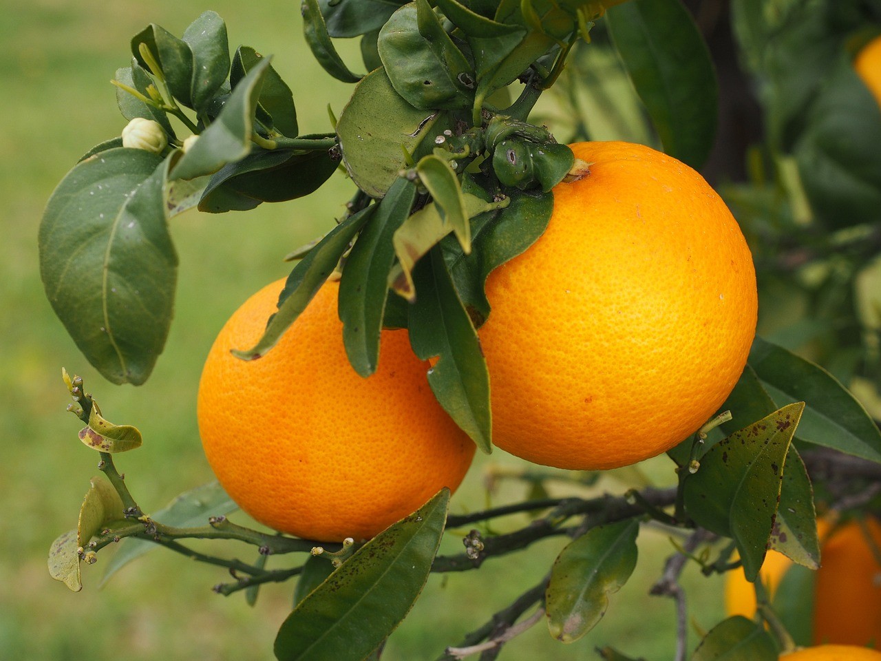 Best Fruit Trees to Grow in Austin Texas