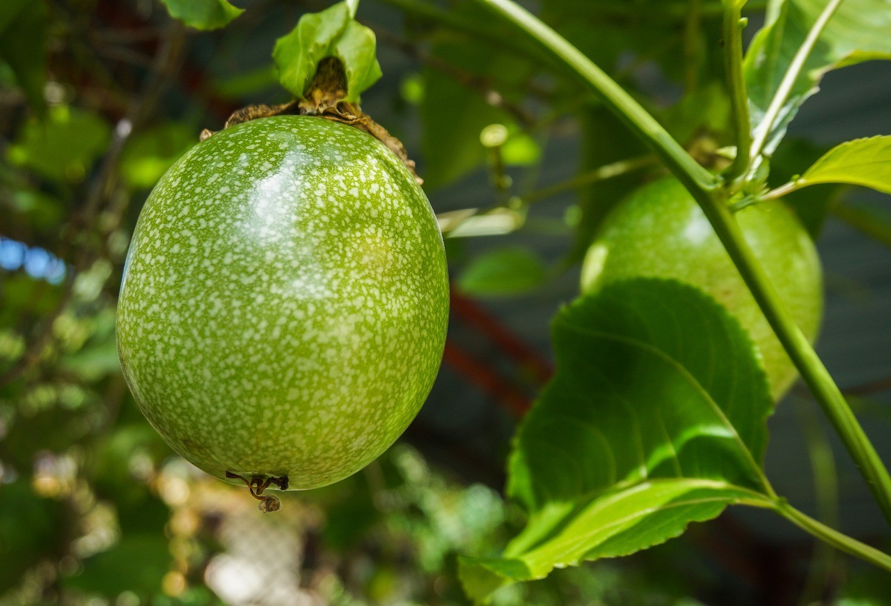 Is Pear a Tropical Fruit