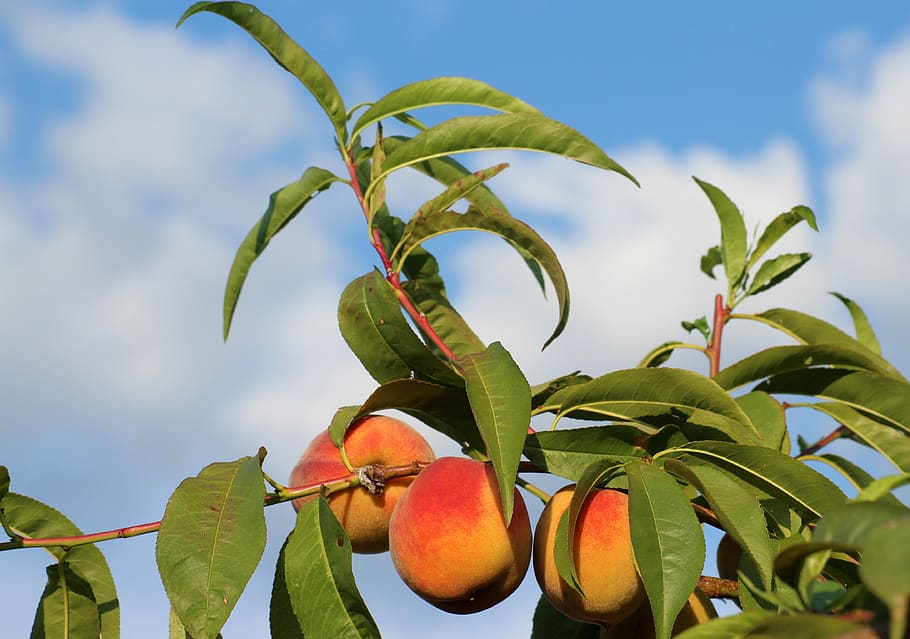 Best Fruit Trees to Grow in Austin Texas