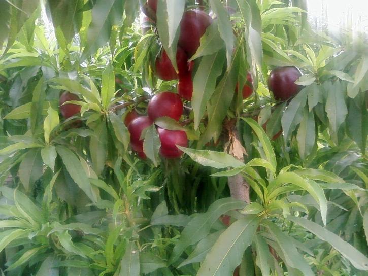 Peach trees