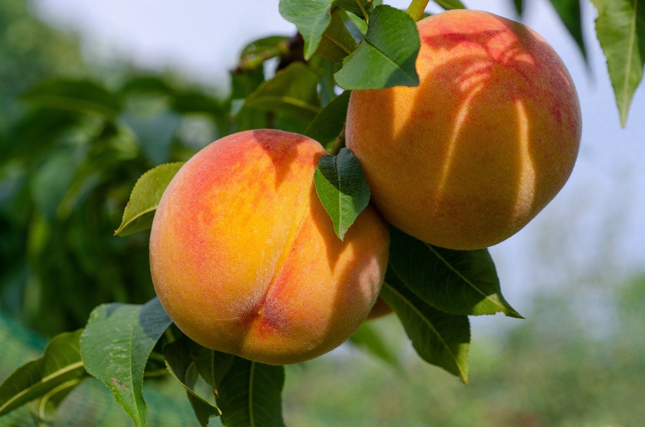 Best Fruit Trees for Small Spaces Uk
