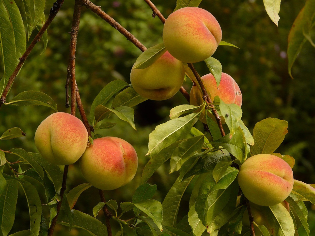 easy fruits to grow indoors