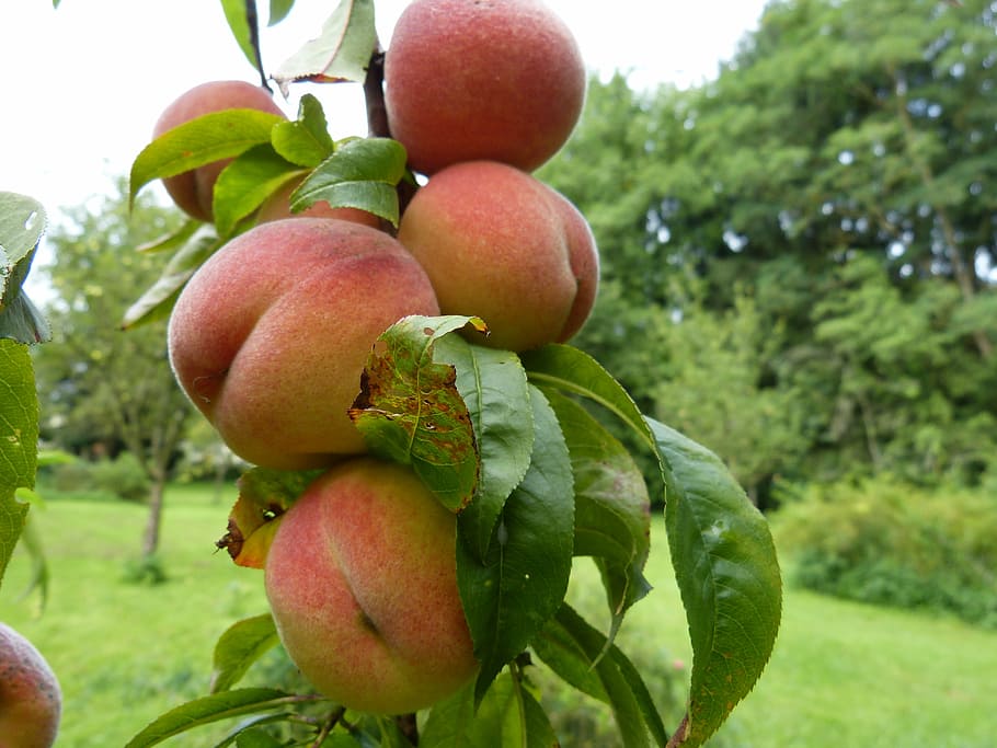 Best Fruit Trees for Containers Southern California