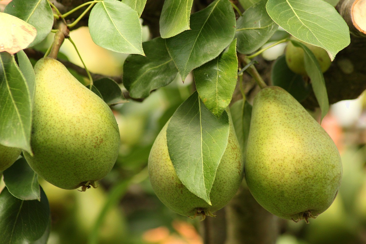 Best Fruit Trees for Small Spaces Uk