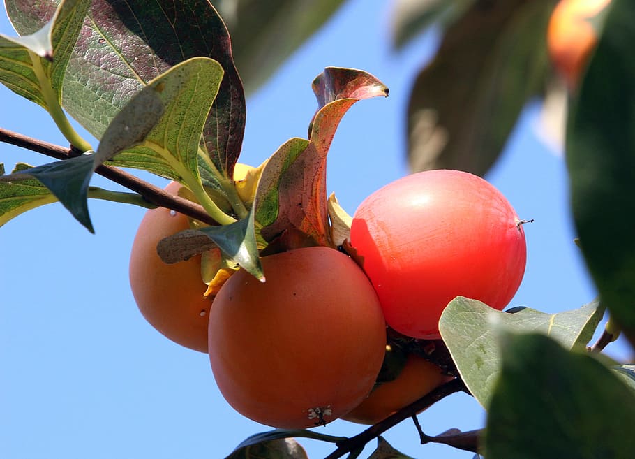 Fruit Trees for Zone 9B California