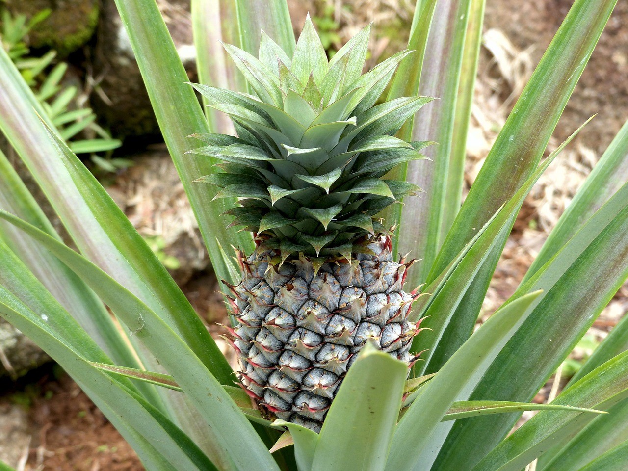 is pineapple a tropical fruit