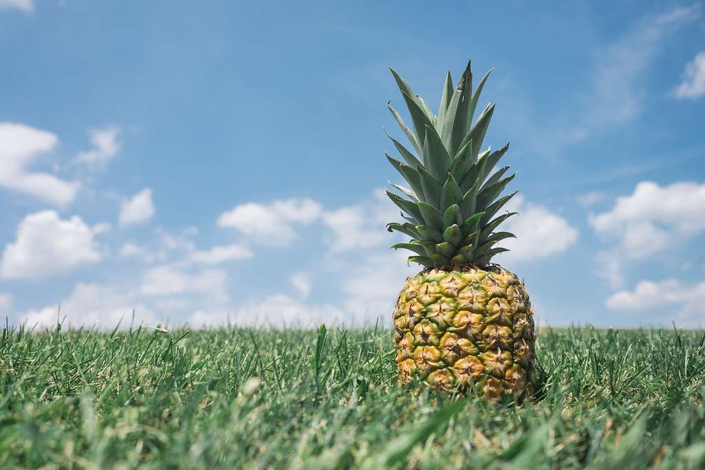 most profitable fruit trees to grow in the Philippines