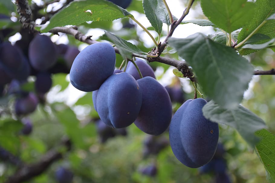 Best Fruit Trees to Grow in Austin Texas