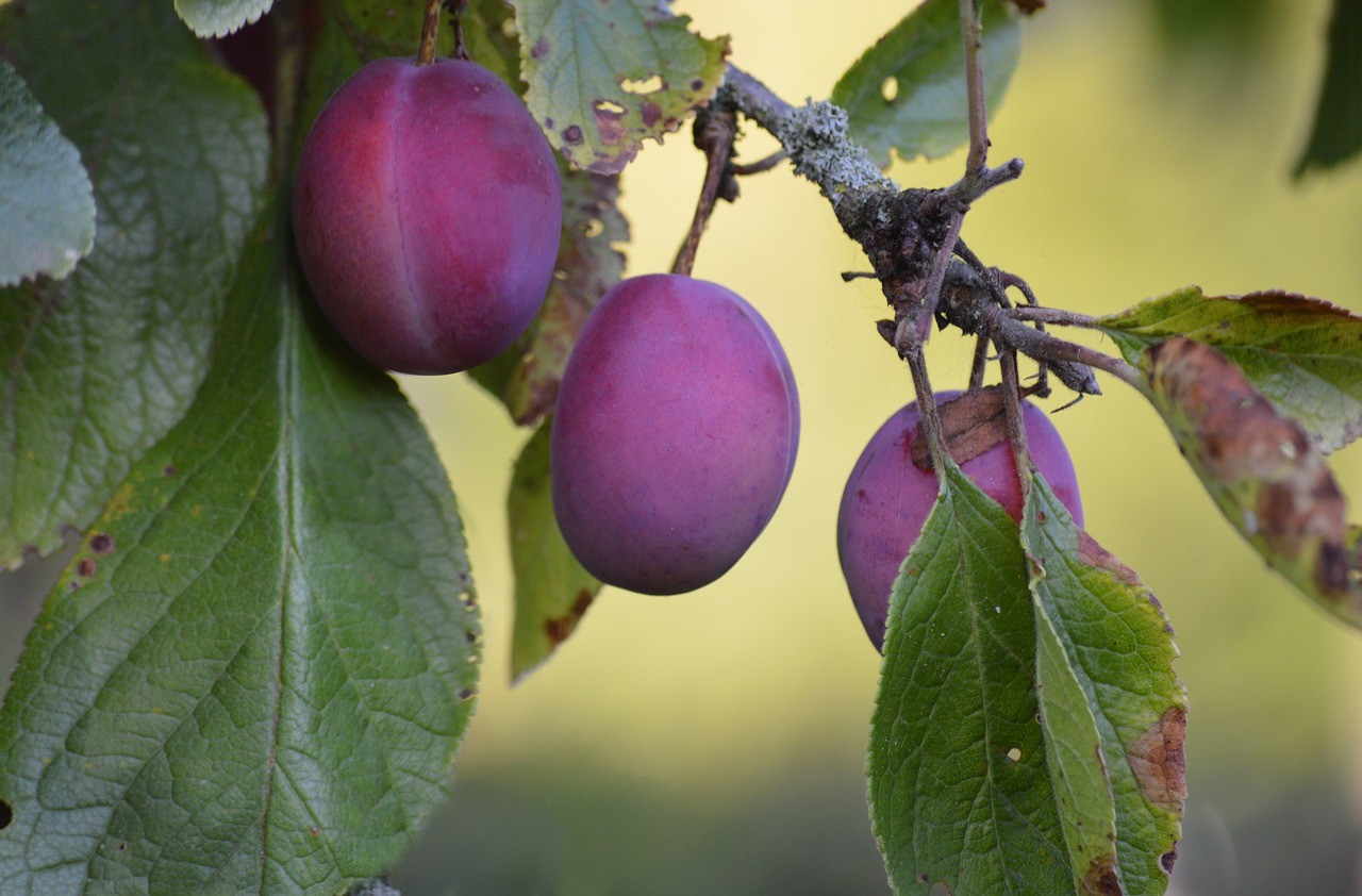 Best Fruit Trees for Small Spaces Uk