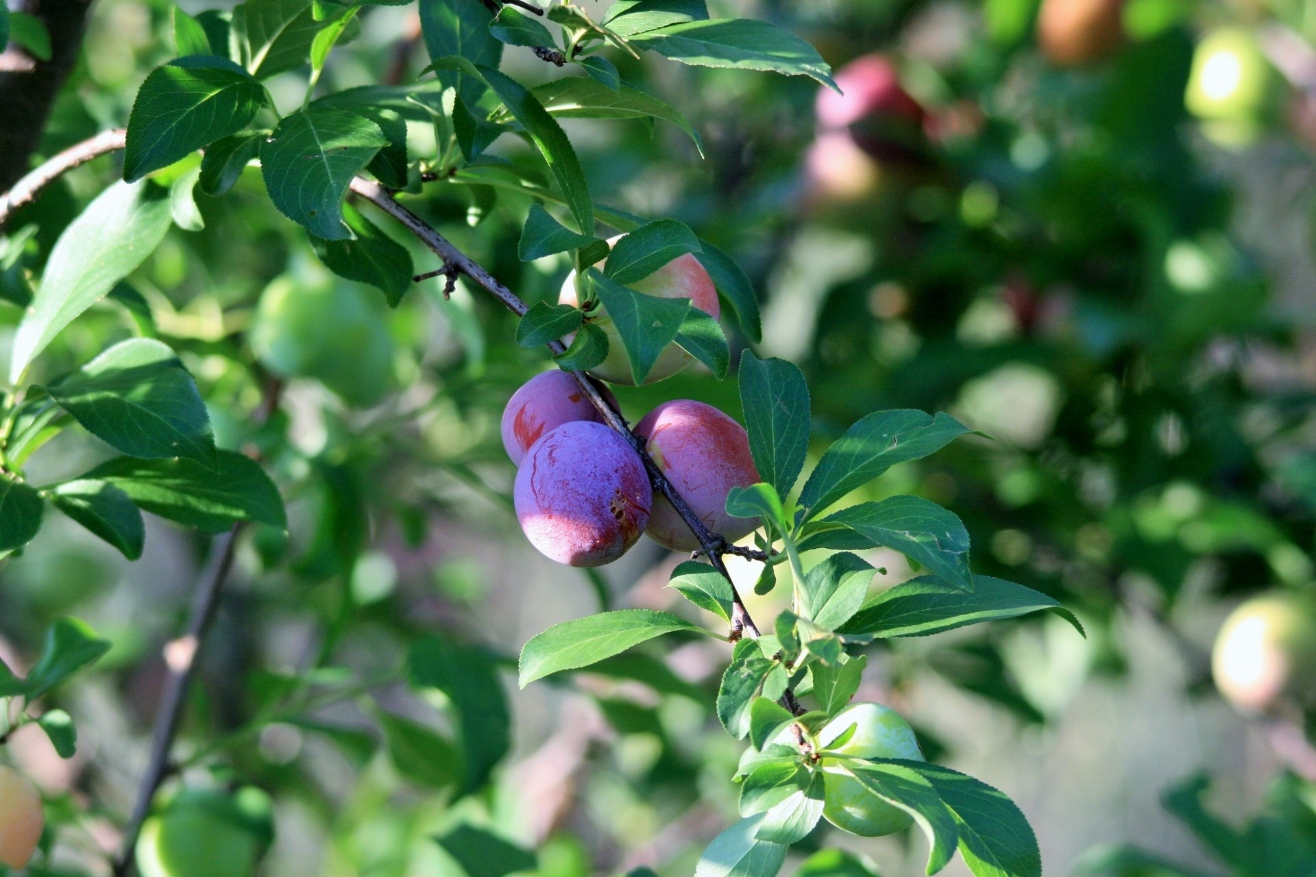 Dwarf Fruit Trees for Zone 9B