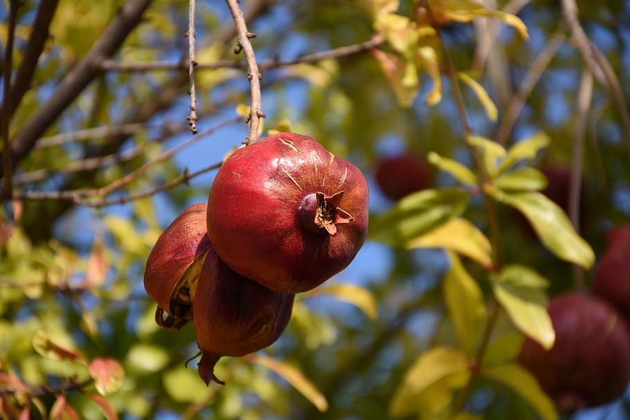 what fruit trees are the easiest to grow