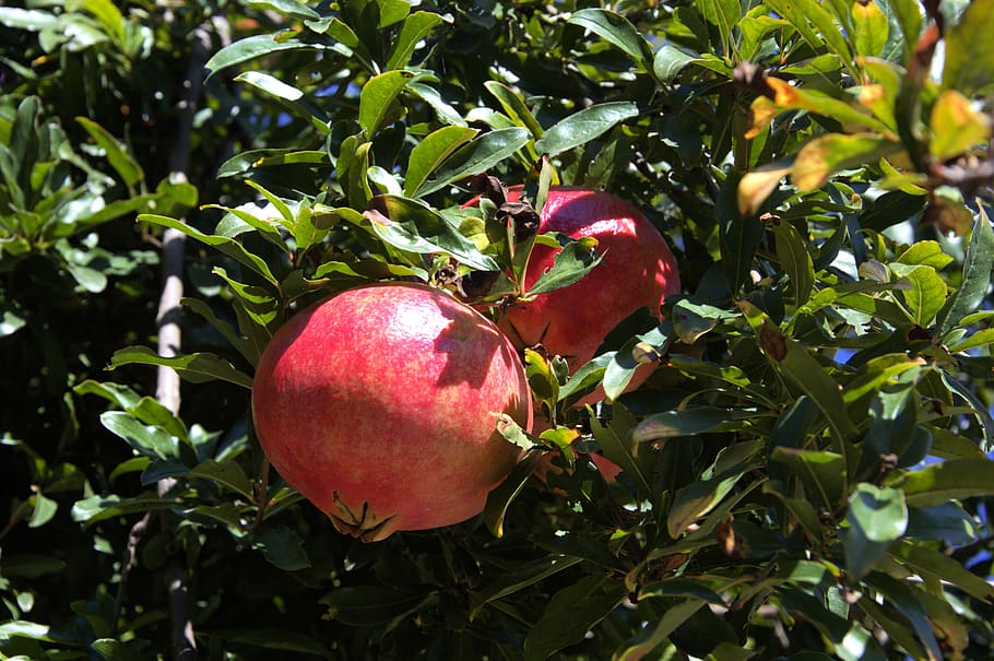 Self Pollinating Fruit Trees Zone 9