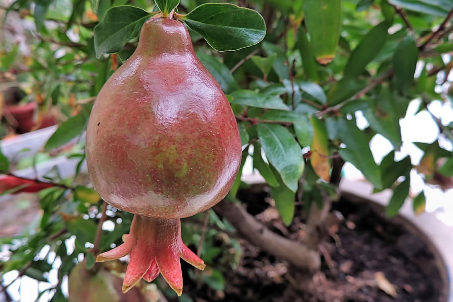 Best Fruit Trees for Containers Southern California