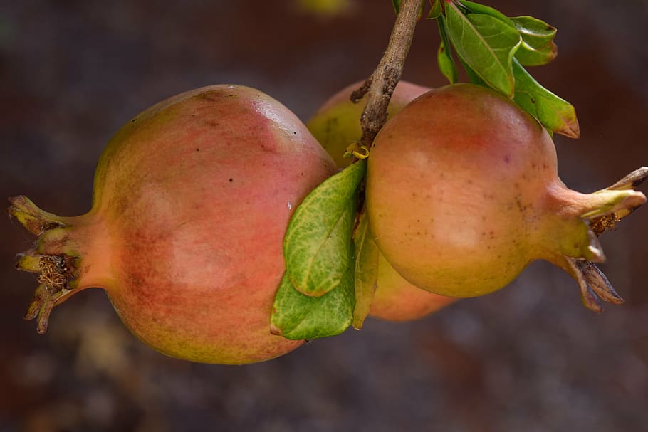 What Fruit Trees Grow Well in Zone 9B