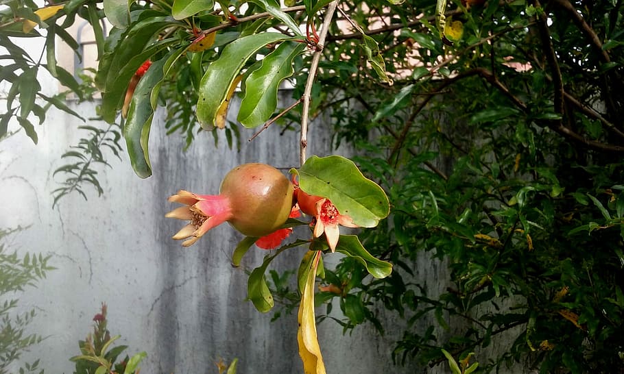 Dwarf Fruit Trees for Zone 9B