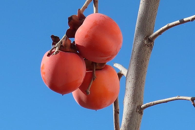 What Fruit Trees Grow Well in Zone 9B