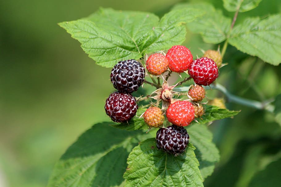 easy fruits to grow indoors