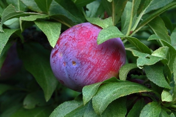 what fruits grow in zone 9b
