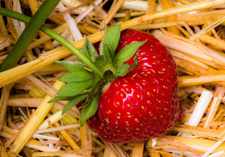 Dwarf Fruit Trees for Central Florida