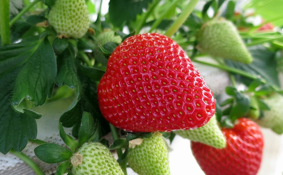 How to Increase Sweetness of Fruits