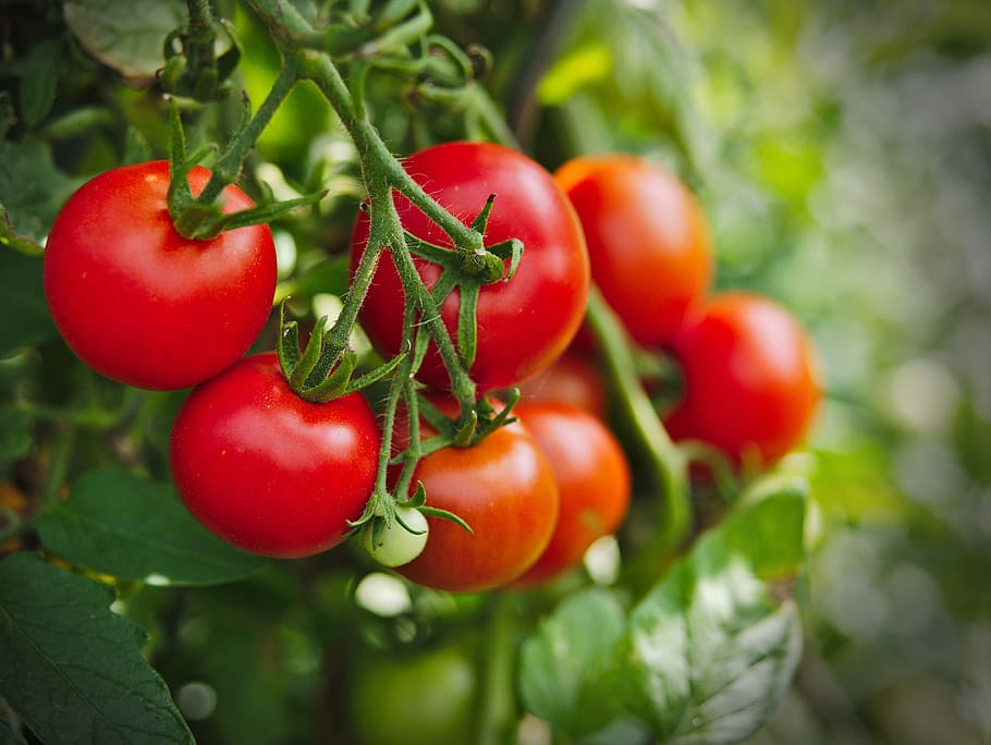 fruit plants to grow indoors