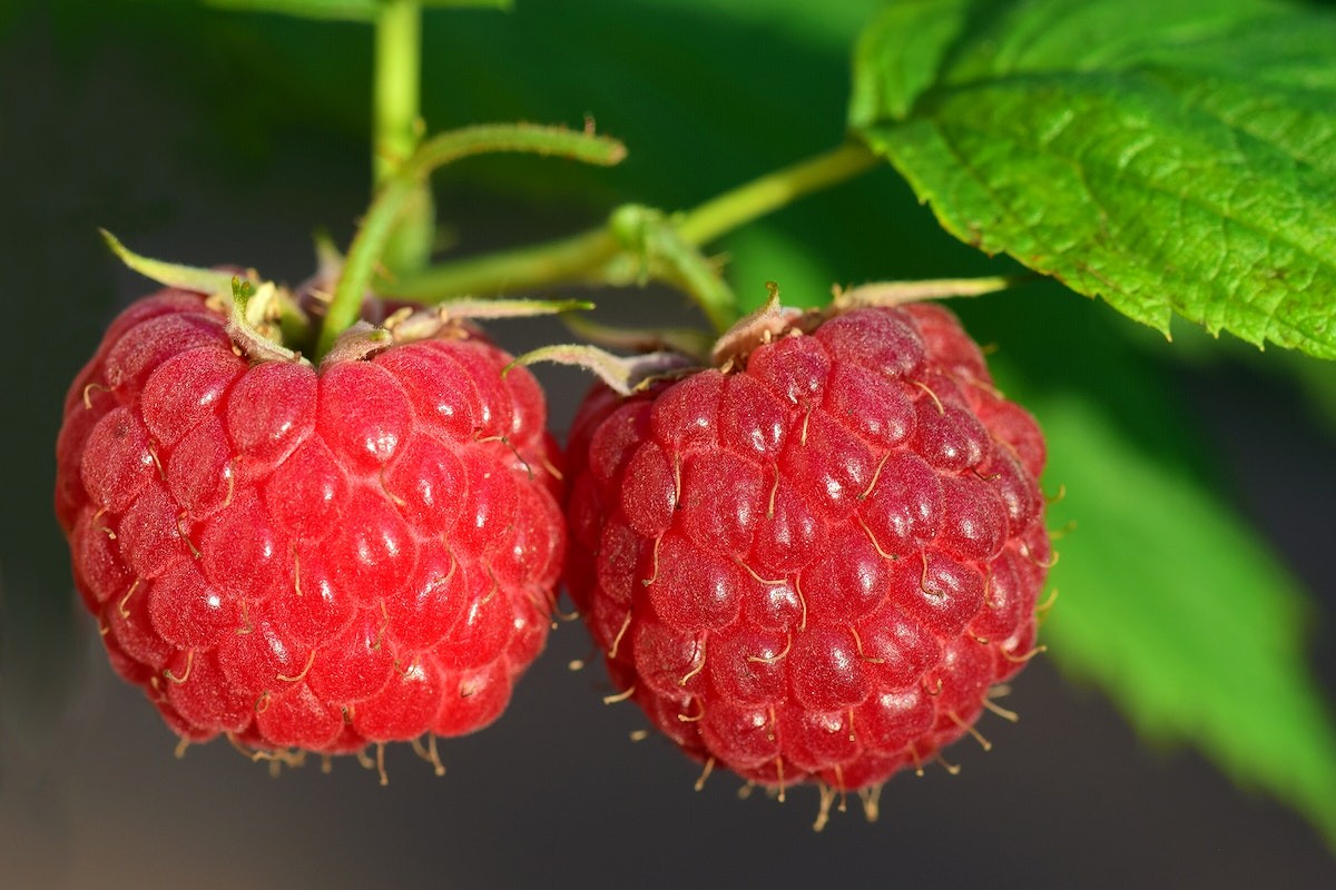 Fruit You Can Grow Indoors Year-Round