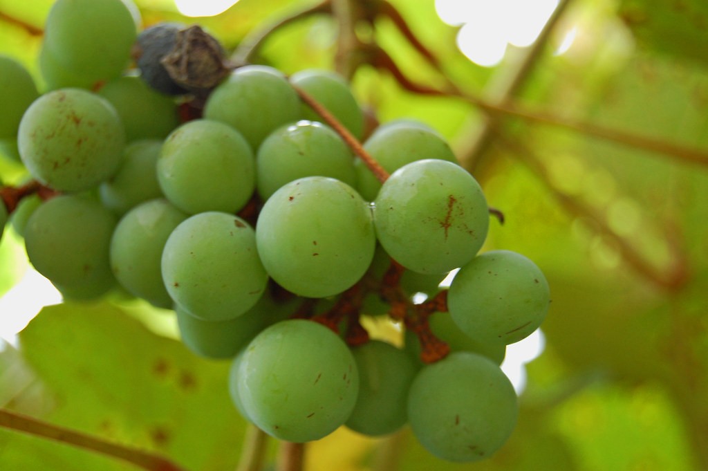 fruit trees that grow in South Georgia